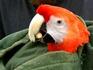 Арендованный подъемник спас попугая